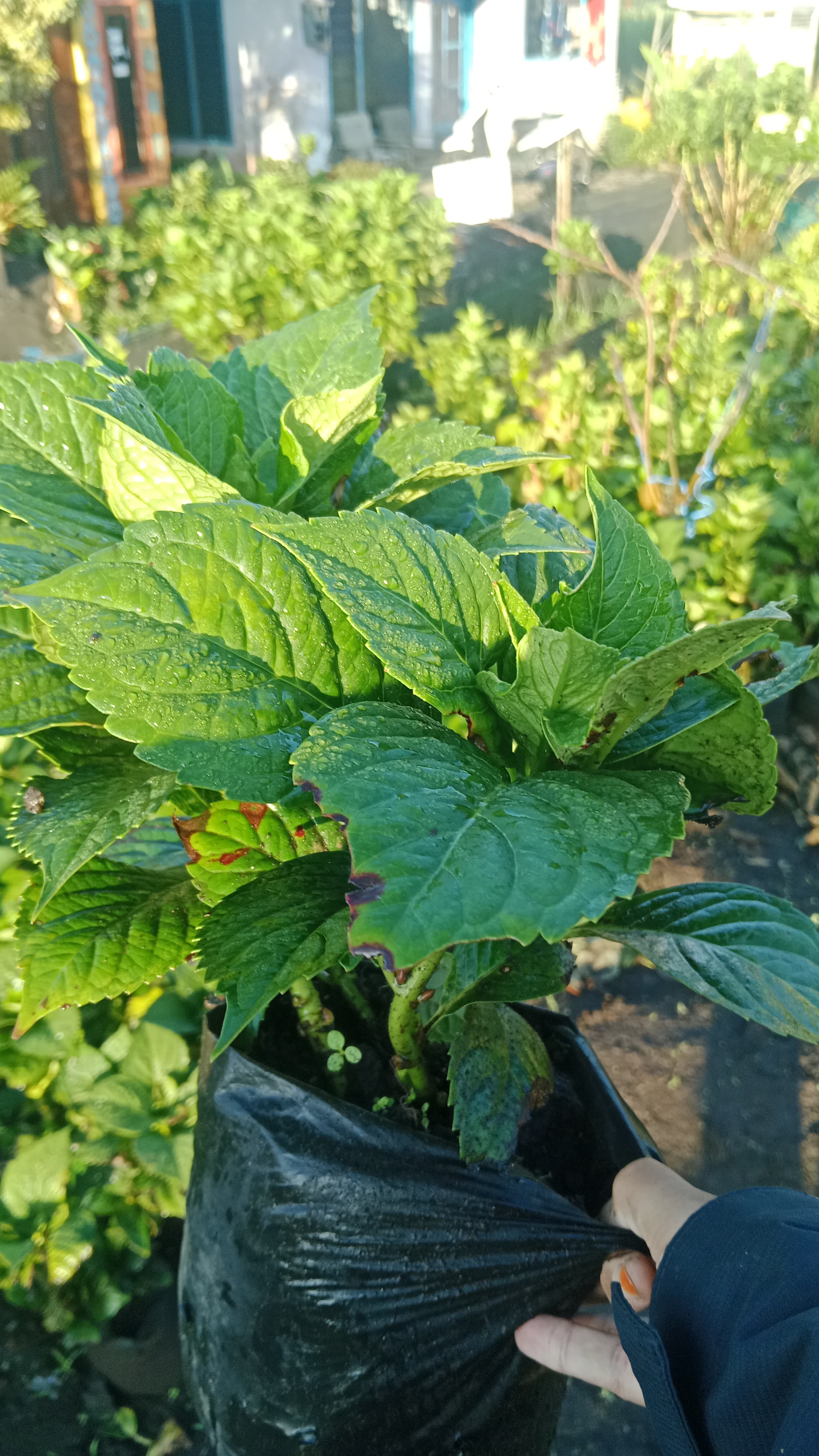 Bibit Bunga Panca Warna Hortensia / Hydrangea - Bandar Florist